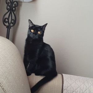 Meet your Posher, Deneen